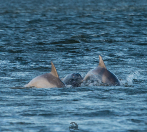 Tamanend's Bottlenose Dolphin photographed in North Carolina