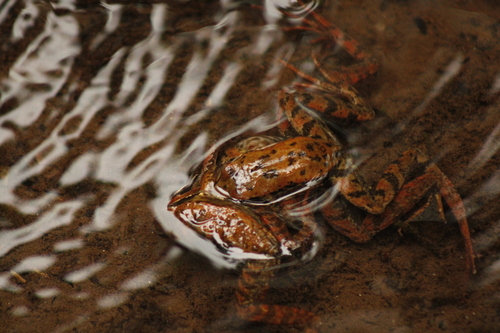 Iberian Frog, 3050 Luso, Portugal, photo 7 of 10