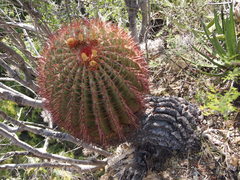 Ferocactus pilosus