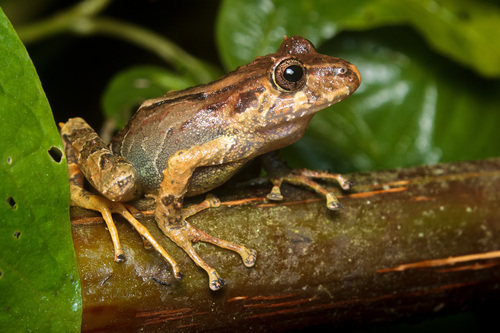Serranobatrachus sanctaemartae