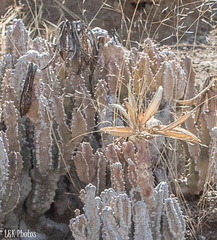 Caralluma