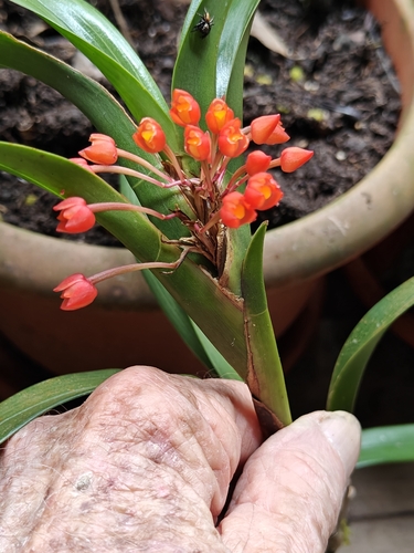 Maxillaria fulgens