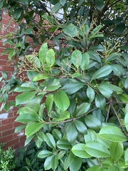 Photinia × fraseri