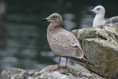 Larus glaucoides thayeri