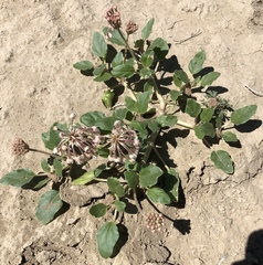 Tripterocalyx carneus