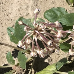 Tripterocalyx carneus