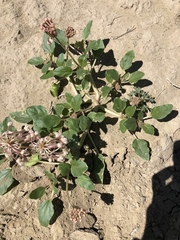 Tripterocalyx carneus