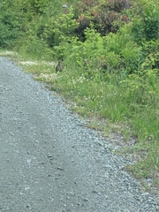 Dendragapus fuliginosus