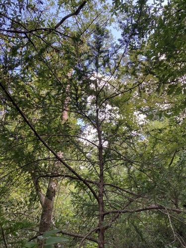 Image of Taxus floridana by no rights reserved