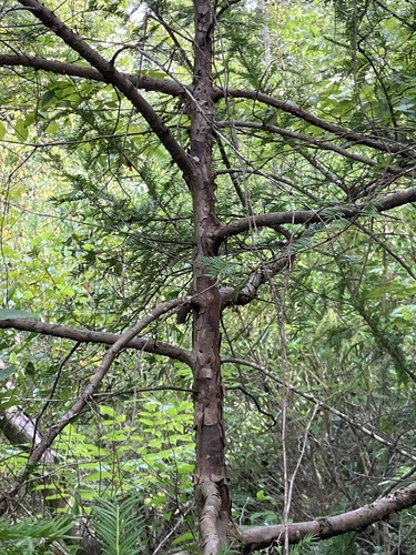 Image of Taxus floridana by no rights reserved