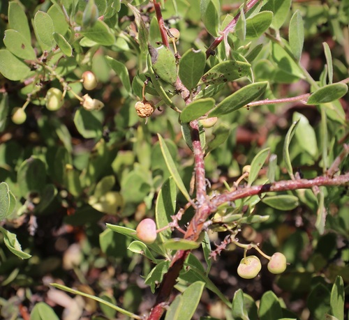 Manzanita (Vine Hill) fruiting