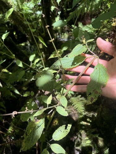 Phyllostegia electra observed 2024-07-24