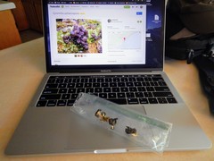 Gyromitra sphaerospora