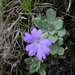 Primula spathulifolia - Photo 由 Pam Eveleigh 所上傳的 (c) Pam Eveleigh，保留部份權利CC BY-NC