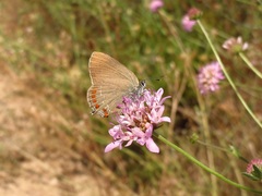 Satyrium esculi