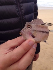 Capropygia unistriata