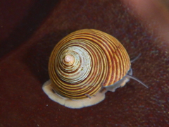 Calliostoma