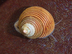 Calliostoma