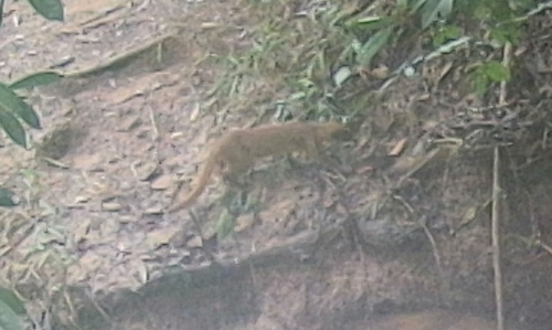 Jaguarundi
