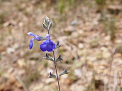 Salvia chamaedryoides