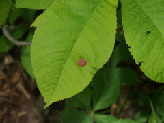 Phylloxera conica