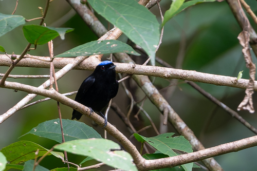 Velvety Manakin (Lepidothrix velutina), photo 9