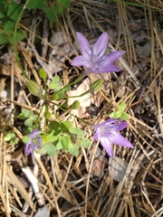 Triteleia bridgesii