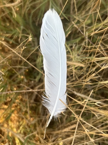Plume de Héron garde-bœufs