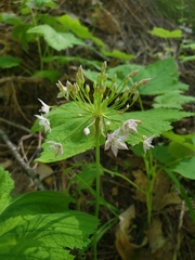 Lophioprason