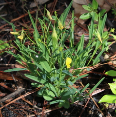 Crotalaria purshii