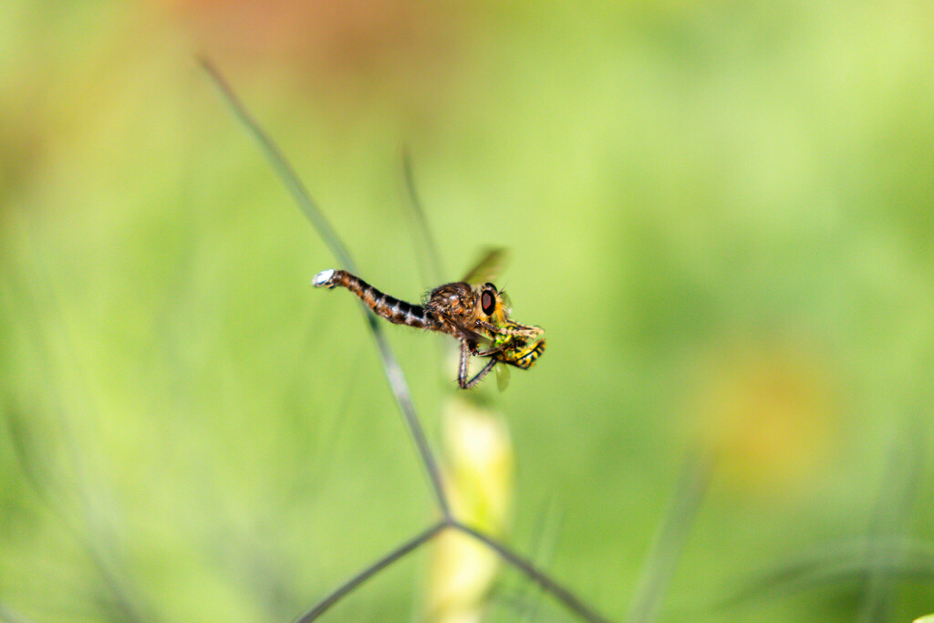 False Bee-Killer