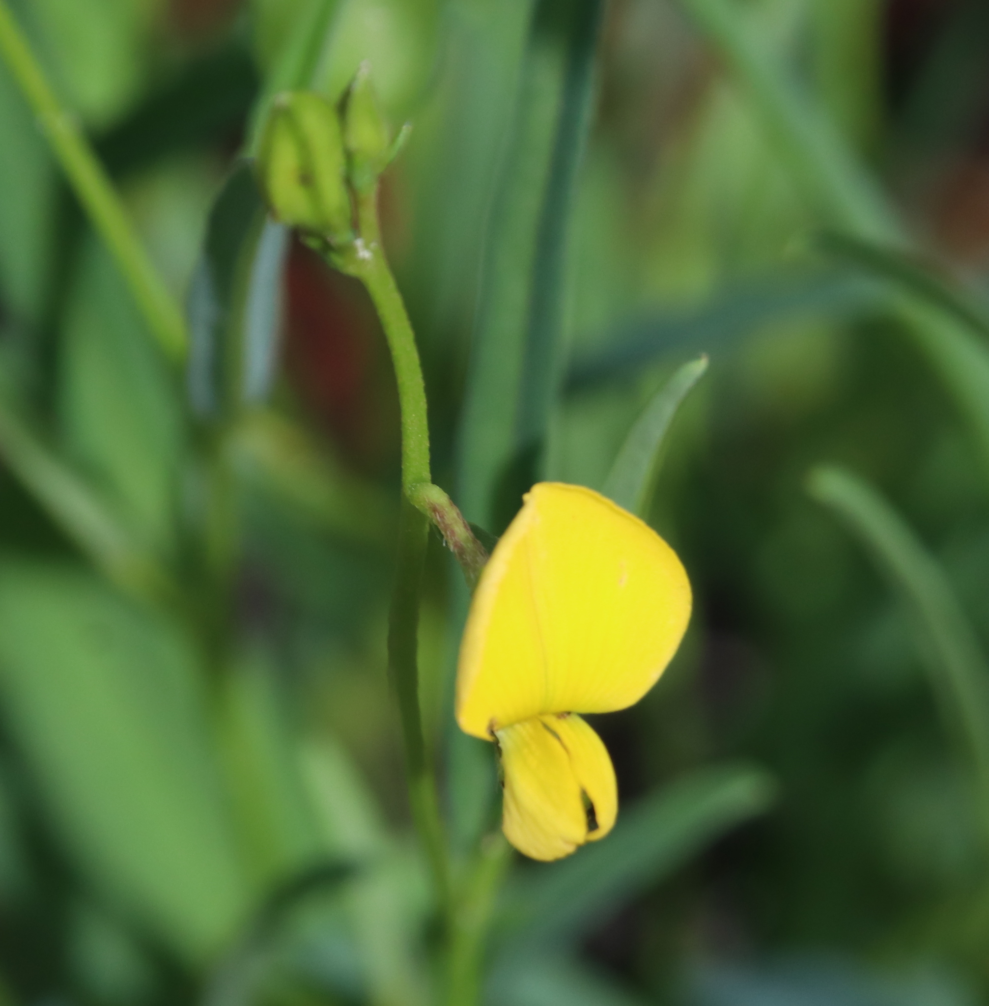 Crotalaria purshii