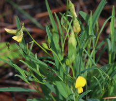 Crotalaria purshii