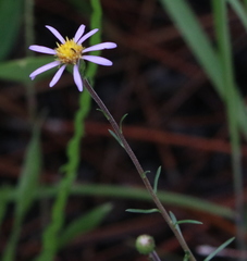 Ionactis repens