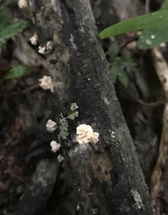 Xylaria flabelliformis
