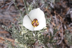 Calochortus bruneaunis
