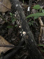 Xylaria flabelliformis