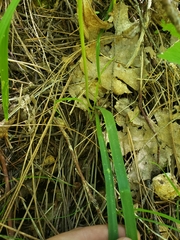 Lophioprason