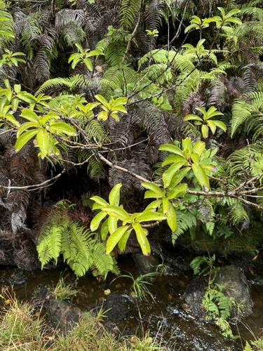 Coprosma waimeae observed 2024-07-23