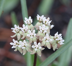 Asclepias michauxii