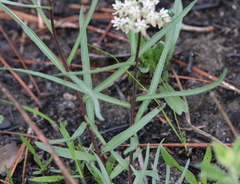 Asclepias michauxii