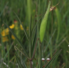 Asclepias longifolia