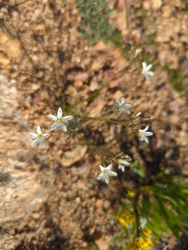 Image of Eremogone fendleri by (c) Tom Field, some rights reserved (CC BY)