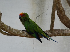 Aratinga auricapillus