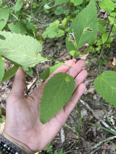 Image of Scutellaria incana by (c) diana schwartz, some rights reserved (CC BY)
