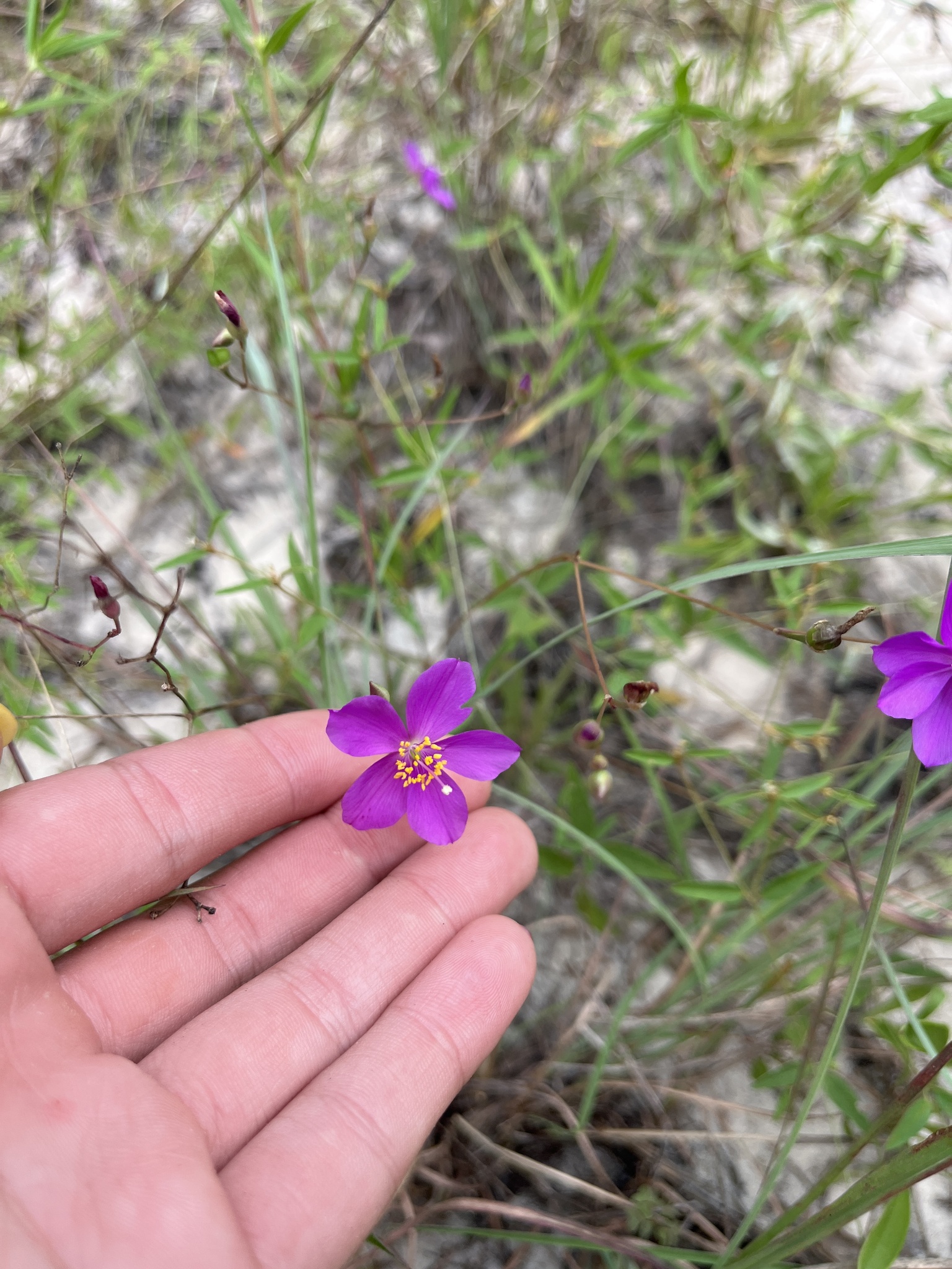 Largeflower Fameflower (Phemeranthus calycinus)
