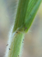 Bromus briziformis