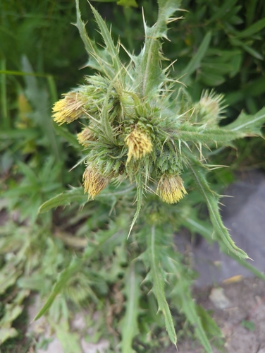 Image of Cirsium parryi by (c) Tom Field, some rights reserved (CC BY)