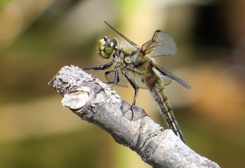 Four-spotted Skimmer, photo 9 of 10