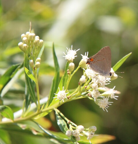 iNaturalist observation photo of Gray Hairstreak